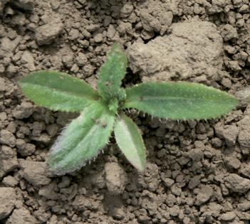 (Cirsium
