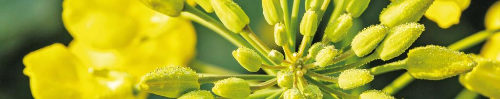 ALVARO KWS Hybridí odrůda průlomová řepka a Vaše pole míří vysoko registrace v ČR v roce 2015 ALVARO KWS odolost vůči chorobám Phoma Sclerotiia Alteraria Botrytis Verticillium S-POD fukce šlechtitelé
