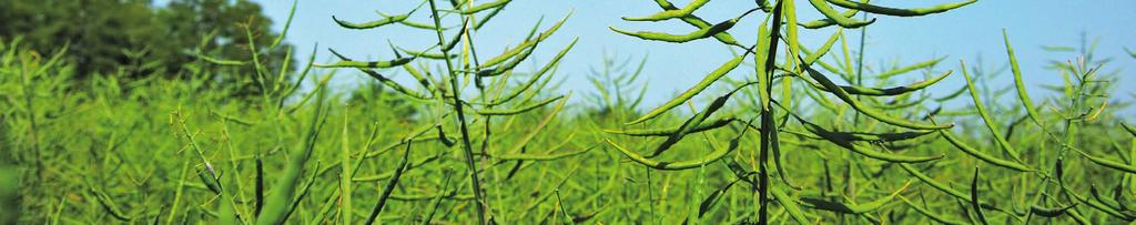 UMBERTO KWS Hybridí odrůda trojitá ochraa výosu výko vždy a všude registrace v EU v roce 2016 RLM 3 UMBERTO KWS odolost vůči chorobám Phoma Sclerotiia Alteraria Botrytis Verticillium Phomová hiloba