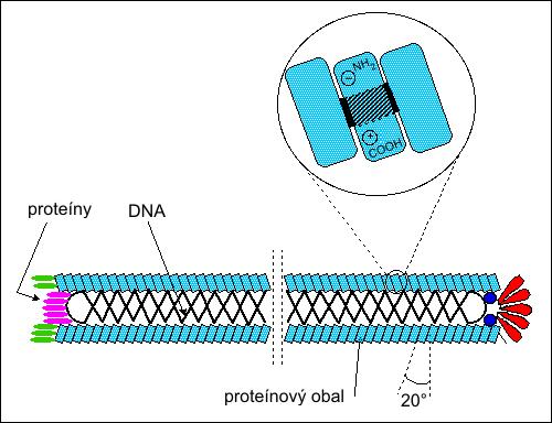 Biologické