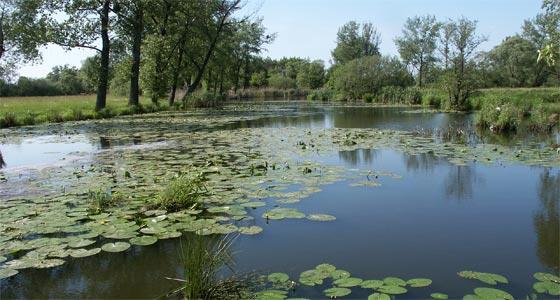 Poodří