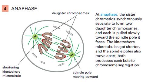 Anafáze A a B Spojení chromatid přerušeno Zkracování