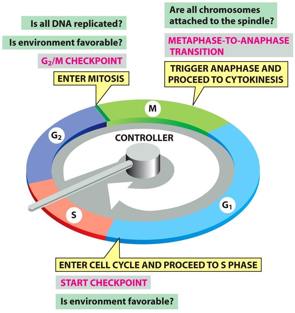 Figure 17-14 Molecular Biology