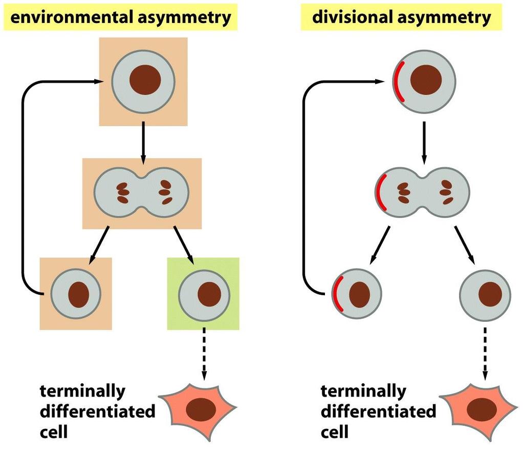 Figure 23-6 Molecular Biology of