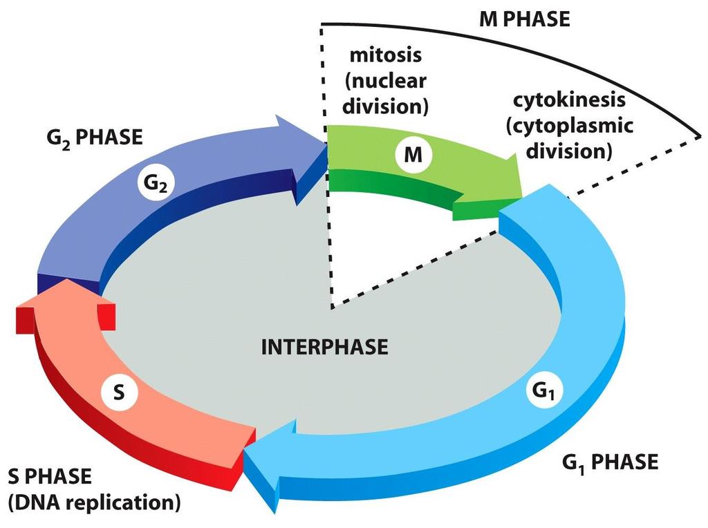 Figure 17-4 Molecular Biology of
