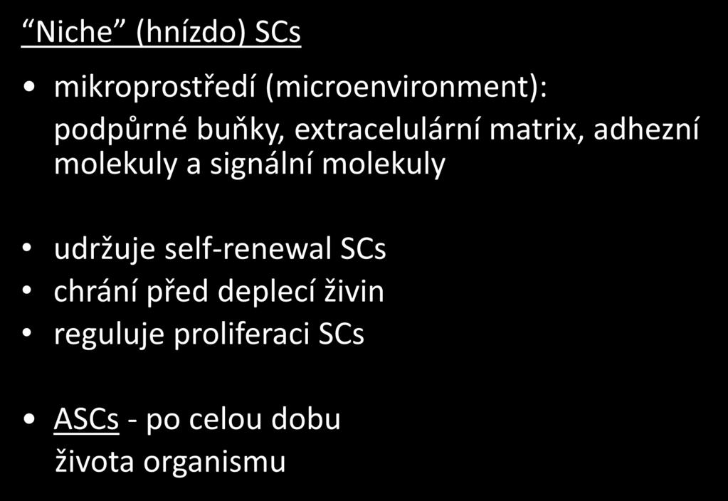 Niche (hnízdo) SCs mikroprostředí