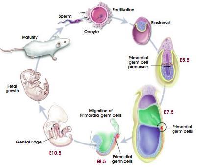 Embryonální zárodečné buňky (EG cells) vznik z primordiálních zárodečných buněk (PG cells) migrují v embryu do genitální lišty později společně