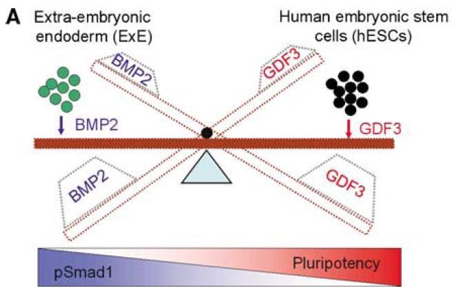 hescs niche regulace Smad1 signální (diferenciační) dráhy agonista-bmp2 (bone morphogenic factor)