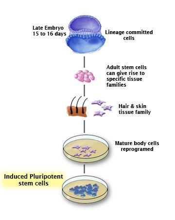 Indukované pluripotentní kmenové buňky (ipscs) diferencovaná somatická buňka