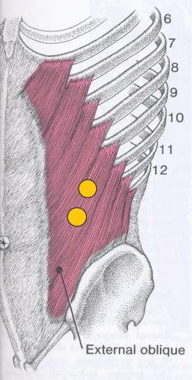 M. obliquus abdominis externus (OBLe) OBLe je velmi rozsáhlý plochý sval ležící na povrchu boční břišní stěny (obr. 12)