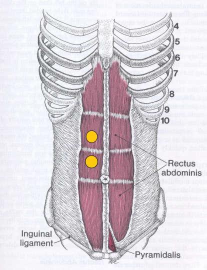 M. rectus abdominis (RA) RA je sval uložený v podobě dlouhého plochého pásu ventrálně při střední čáře trupu (obr. 13). Začátek svalu: 5.-7.