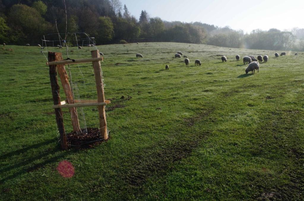 Jak na péči o okolí mladého stromku Korunka Širší okolí Žádné stínění Trvalá ochrana kosterních