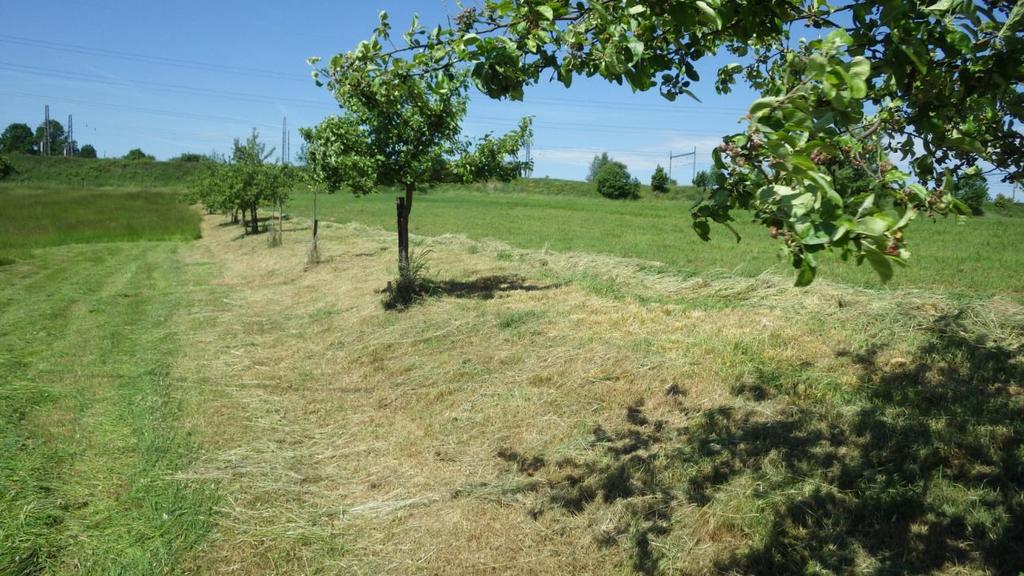 Ovoce našich babiček pro naše vnuky Zakládání nových výsadeb = pašování odrůd minulosti do budoucnosti Strom se sází na sto let je nutné: 1. dobře to promyslet 2. dobře to projednat 3.