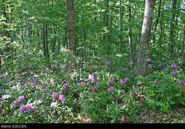 Rhododendron