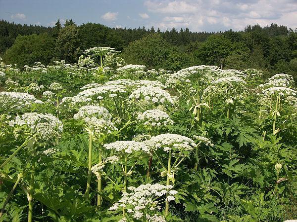 Bolševník (Heracleum mantegazzianum)