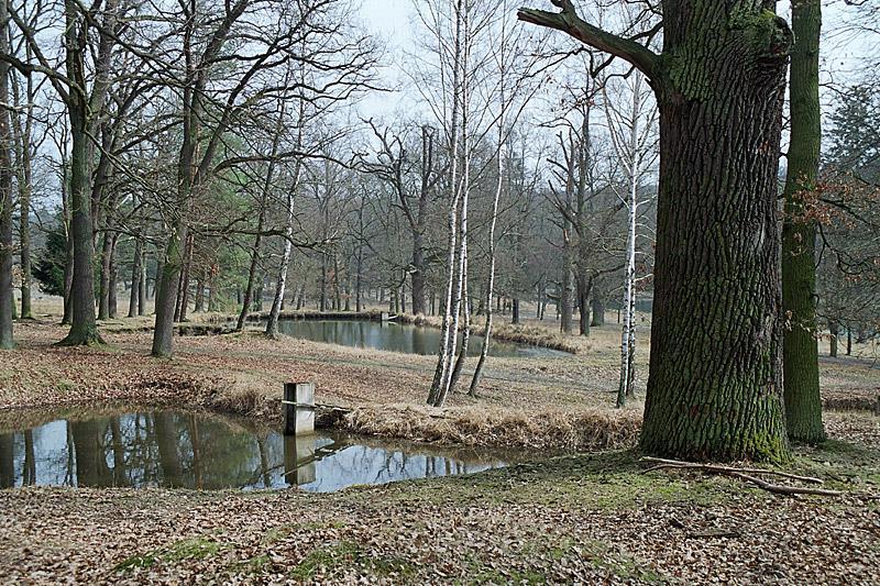 Tesařík obrovský a páchník hnědý