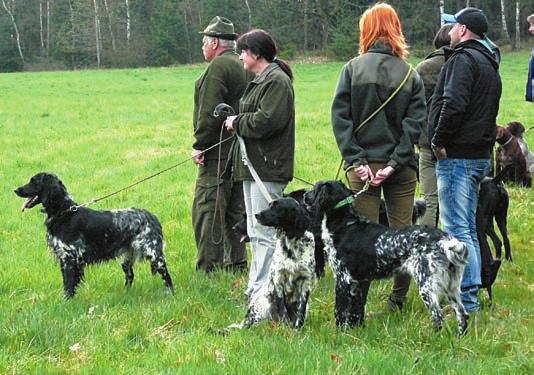 Po ukončení soutěže jsme se věnovali procvičování vystavování, pokročilejší pak již disciplínám s přinášením zvěře.