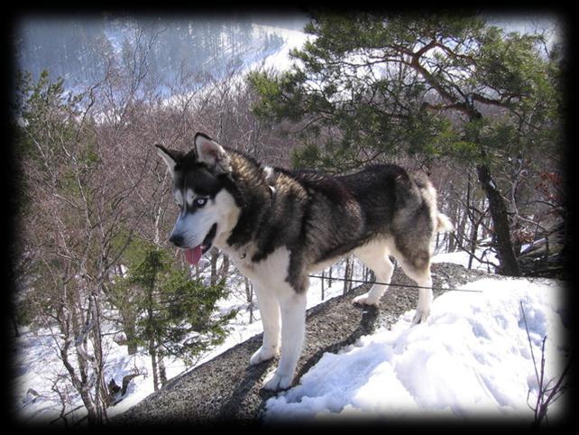 POVAHA PLEMENE Husky je věrný kamarád s velkou chutí do života. Rád si hraje s dětmi a je přátelský i k ostatním lidem a psům. Není vhodný jako hlídací pes.