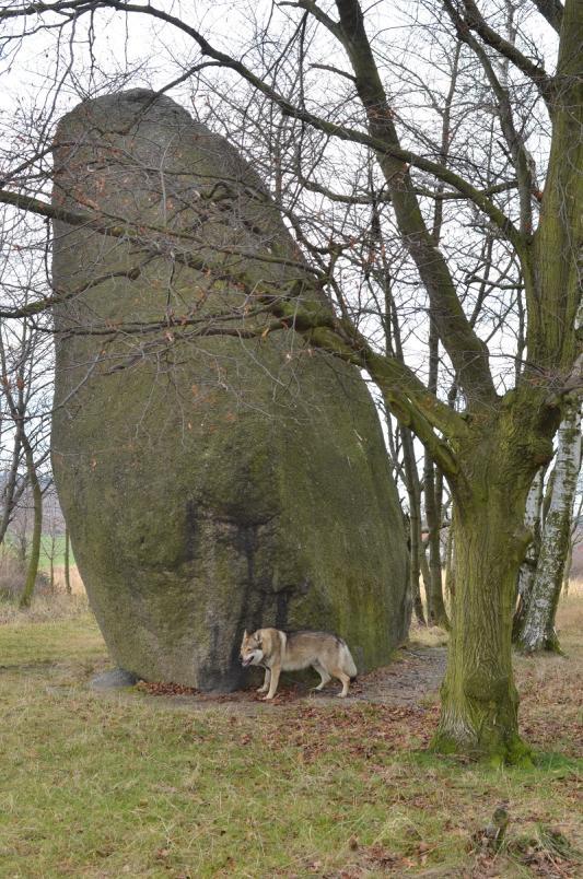 Obrázek 20 Největší z žulových balvanů v PP Klepec I Ve SO ORP Český Brod se nachází jedna lokalita soustavy Natura 2000: evropsky významná lokalita Polabské hůry (kód CZ0210713 rozloha: 24,8 ha).