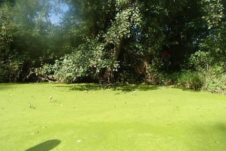 Roučkovo polysaprobie mezo-eutrofie parametr hloubka vody mocnost sedimentů minimální průměrná maximální minimální průměrná maximální
