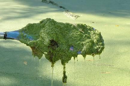 Escherechia coli koliformní bakterie intestinální enterokoky