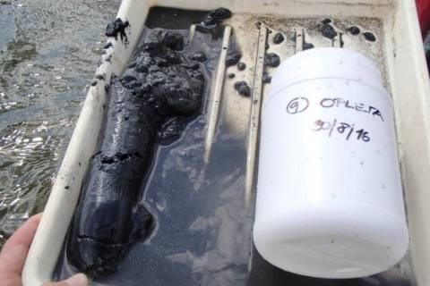 Chlorofyl Sinice m o C % mg/l NTU ms/cm mg/l b/ml Opleta I 0,52 23,3 108,1 9,2 21,0 9,04 1198 34,6 30111 1,12 23,0 82,2