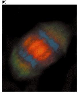 Cytokinetické kinesiny + end-directed: rodina TKRP125 posun mt?