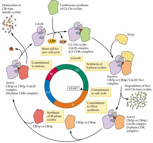 Vlny CDK cyklinů CDK inhibitorů Regulace: