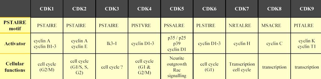 Diversita CDK a cyklinů (živočišná terminologie)