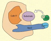 Amatomie APC/cyklosomu (cyclosome) E3 Ubi-ligasa Podjednotky: Cdc16, Cdc23, Cdc26, Cdc27, BimE + 3 další