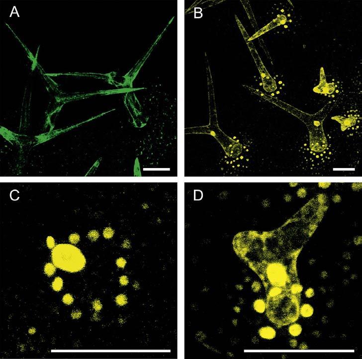 Intercellular and subcellular localization of Arath;KRP1 pgl2:gfp pgl2:krp1:gfp Verkest, A., et al. Plant Physiol.