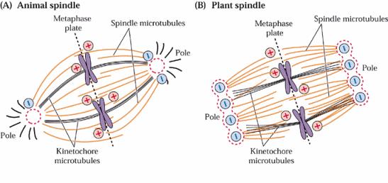 Mitotické