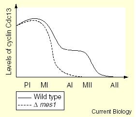 Meiosu II lze chápat jako odloženou část anafáze Mutace mes1