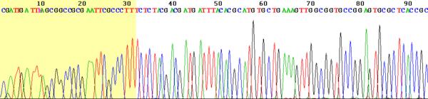 Sekvencování inkorporace terminačních fluorescenčně značených dideoxynukleotidů (ddntp) každý ddntp ma navázaný jiny fluorochrom, odlišení na zakladě různých emisních spekter zařazení ddntp do