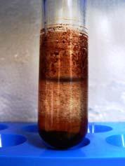 2. Liquid-liquid extrakce Do zábrusové zkumavky jsme napipetovali 0,5 ml promytých naředěných erytrocytů (1:1), přidali 2,5 ml n-hexanu, protřepali a nechali 2 minuty stát při pokojové teplotě (Obr.