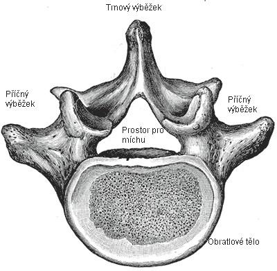 Páteř je tvořena 7 krčními obratli (vertebrae cervicales), 12 hrudními (vertebrae thoracicae), 5 bederními (vertebrae lumbales), 5 obratli krížovými (vertebrae sacrales), které druhotně splývají v
