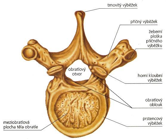 Obrázek 5: Stavba hrudního obratle Zdroj: http://skolajecna.cz/biologie/sources/photogallery_detail.php?intsource=1&intimageid=4 [online]. [cit. 2017-03-