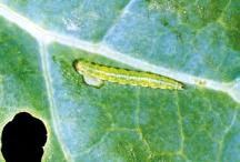 thuringiens produkuje toxiny, které působí požerově tak, že narušují trávicí ústrojí housenek škůdců.