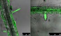 RhizoVital 42 Bacillus amyloliquefaciens Posílení růstu a odolnosti rostlin Mikrobiální pomocný přípravek