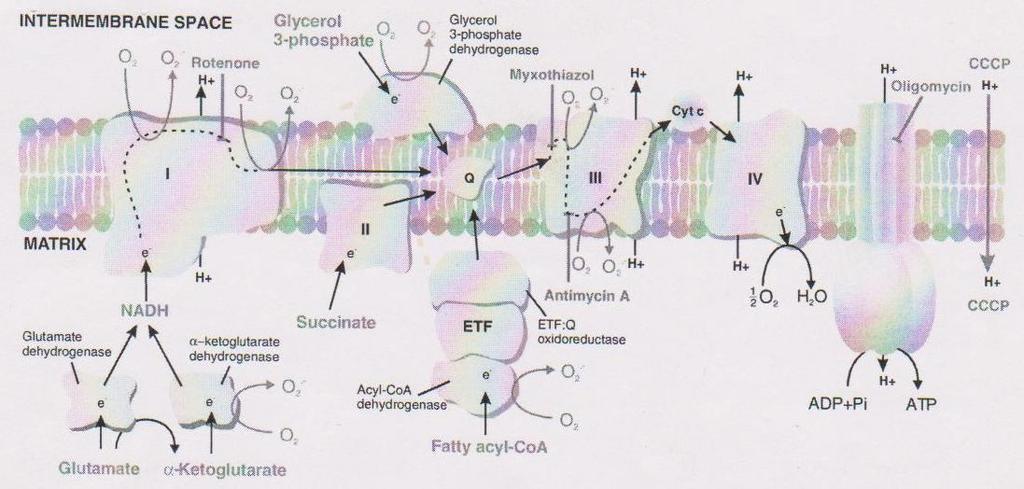 Metabolismus substrátů v mitochondriích, struktura respiračnífo řetězce, místa úniku elektronů a vliv modulátorů respirace.