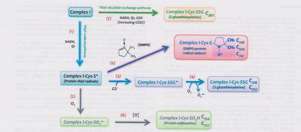 ( Kang, P,T.aj. Free Radical Biology and Medicine 53 (2012) s.