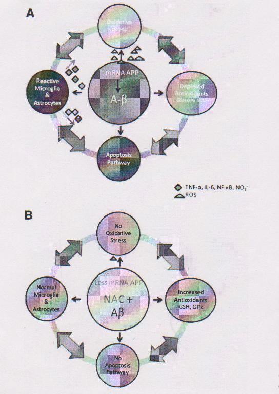 zvýšenou expresí antioxidačních genú. Tj. degradace HNE by mohla být provedena, mimo jiné způsoby, zvýšeným množstvím GSH, stejně jako i větší expresí HNE metabolizujících enzymů.