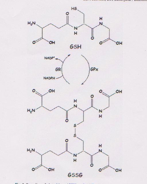 recyklisace redukovaného (GSH) a oxidovaného glutathionu ( GSSG) (Podle Pocernich, CH, B. Butterfield, A.