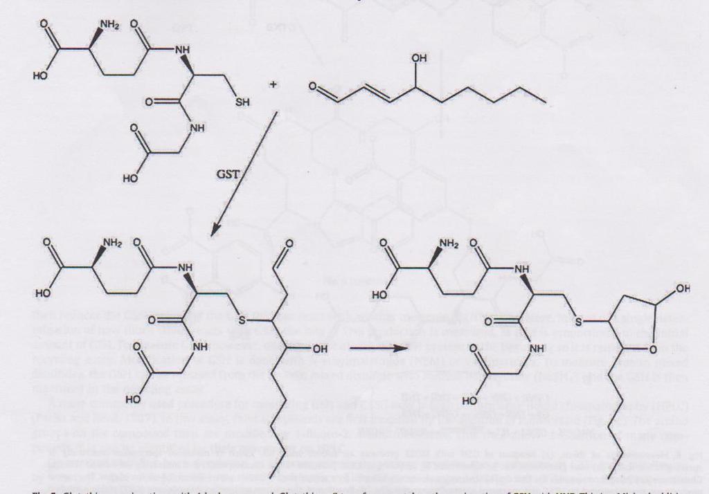 Konjugace glutathionu s 4- hydroxynonenalem Glutathion- S- transferasa katalyzuje konjugaci s GSH s HNE ( konjugace probíhá pomalu i neezymaticky.