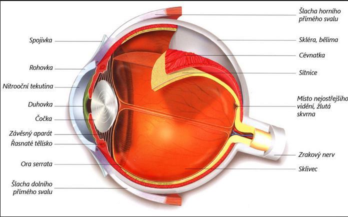 Složení oka: Na obrázku vidíte složení lidského oka. Velice zjednodušeně se lidské oko skládá z oční koule uložené v očnici, přidaných orgánů, tepny zásobující oko krví a zrakovým nervem.