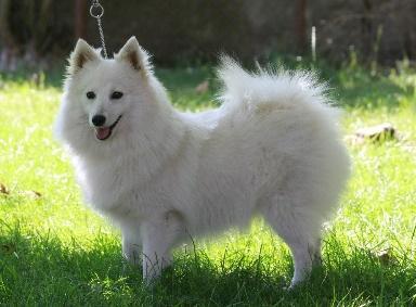 Německý špic vlčí/keeshond feny KARMELITA CEZU Stříbrný stín Vlkošedá 48,5 cm CMKU/NS/13785/15 * 30.6.