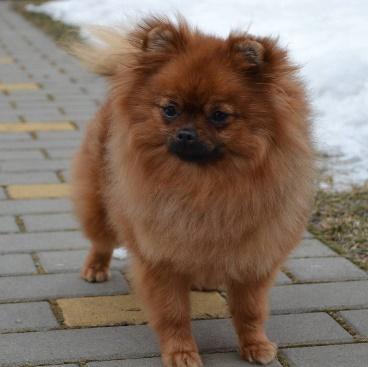 MERILYN Astra Con Amore nepravidelný zuby: PN-P3, PD-P1,4, LN-P3, LD-P4 CMKU/NS/14662/-16/15 * 23.11.