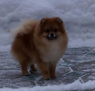 : 608 730 431 e-mail: PetraKarasova@seznam.cz web: www.pomeranian-puppy.cz Simvol Goda Beverly Hills 21 cm skus: klešťový zuby: PN-P1,2, LN-P1,2 CMKU/NS/13547/15 * 03.04.