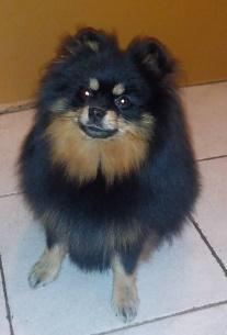 : 608 730431 e-mail: PetraKarasova@seznam.cz web: www.pomeranian-puppy.cz VICTORIA MAGIC Hvězda Rajhradu Black and tan 24 cm skus: klešťový CMKU/NS/14031/15 * 15.12.