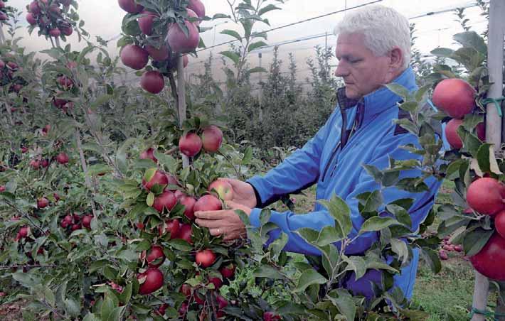 OVOCNÁŘSTVÍ OVOCNÁŘSTVÍ Česká jablka jsou zdravá, spotřeba pesticidů je v Česku jedna z nejnižších v EU Letošní rok byl k ovocnářům příznivý.